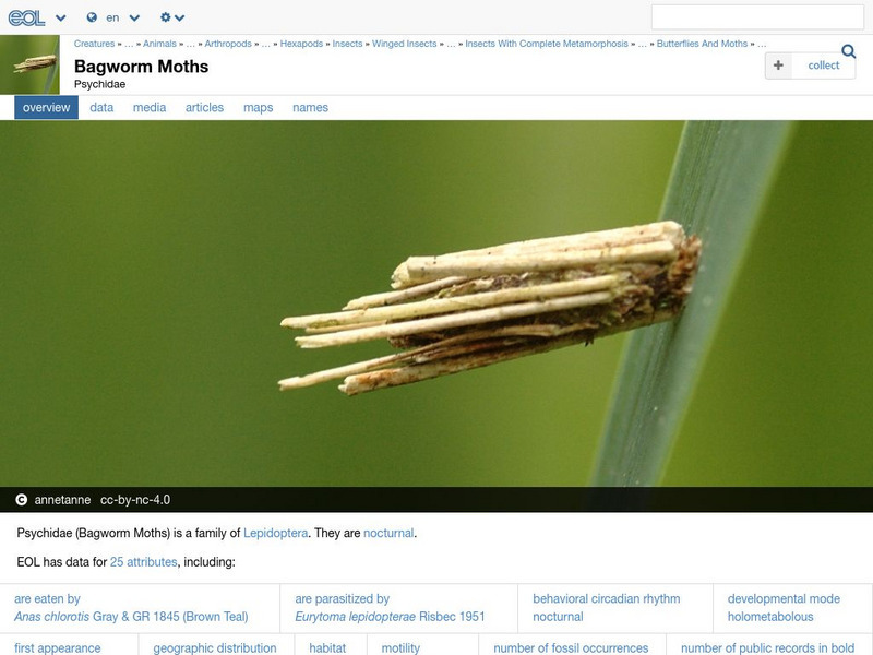 Encyclopedia of Life: Bagworm Moths Handout