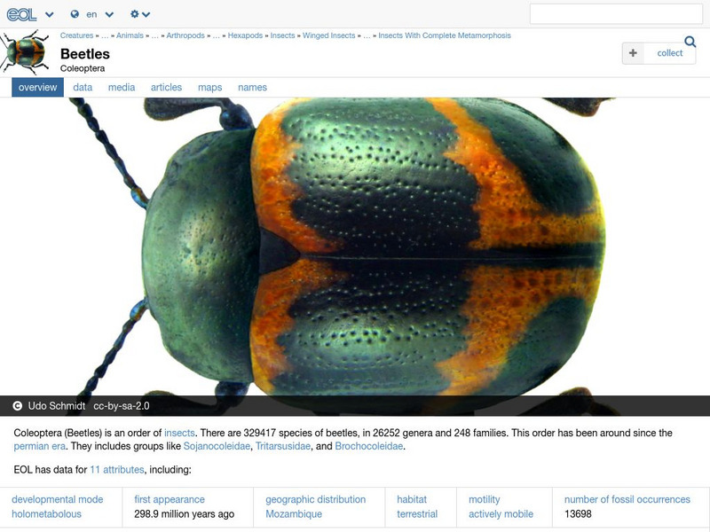 Encyclopedia of Life: Beetles Handout