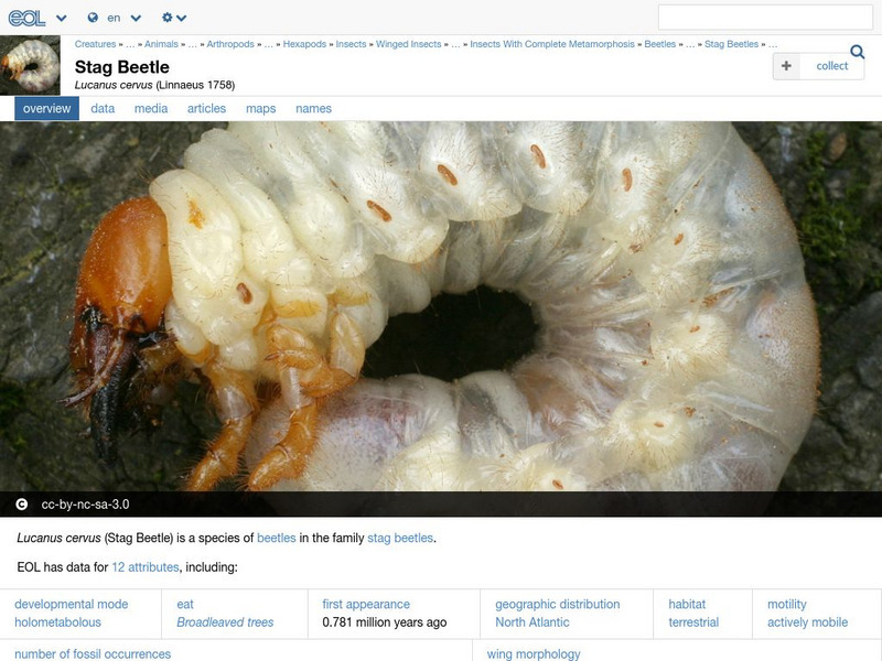 Encyclopedia of Life: Stag Beetle Handout