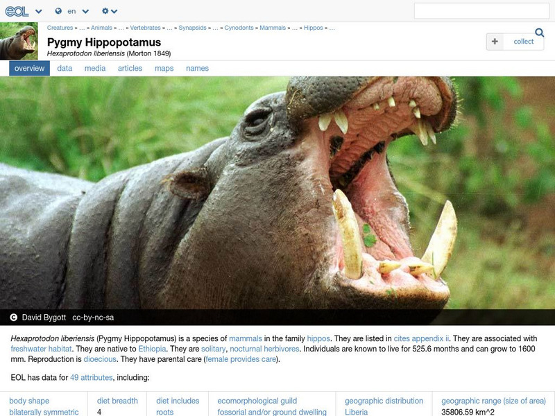 Encyclopedia of Life: Pygmy Hippopotamus Handout Encyclopedia of Life: Pygmy Hippopotamus Handout