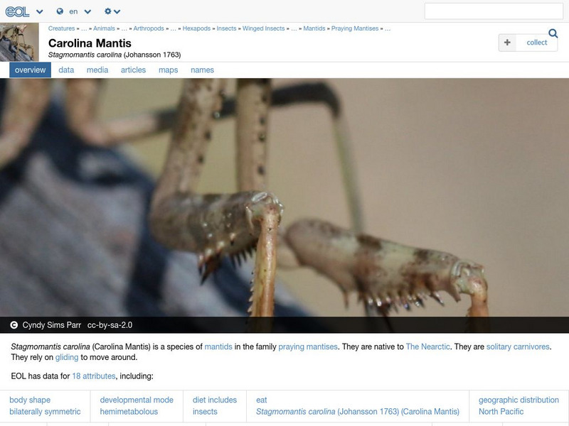 Encyclopedia of Life: Praying Mantis Handout
