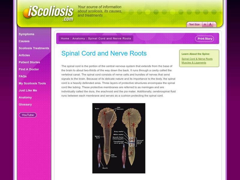 I scoliosis.com: Spinal Cord and Nerve Roots Anatomy Handout