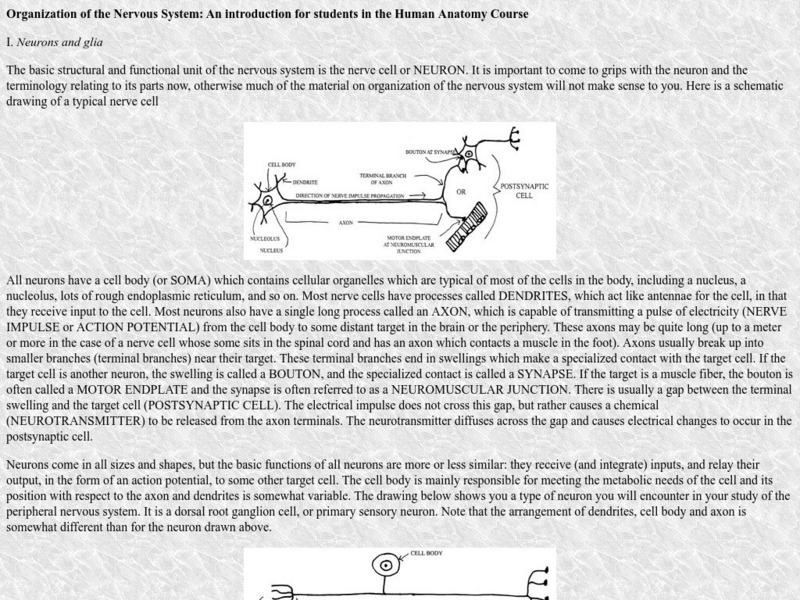 Emory University: Human Anatomy: Organization of the Nervous System Handout Emory University: Human Anatomy: Organization of the Nervous System Handout
