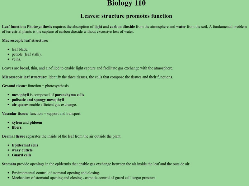 Biology 101: Leaves: Structure Promotes Function Handout Biology 101: Leaves: Structure Promotes Function Handout