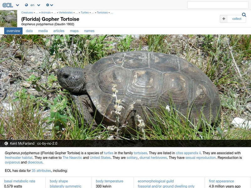 Encyclopedia of Life: Gopher Tortoise Handout