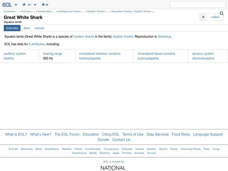 Encyclopedia of Life: Great White Shark Handout Encyclopedia of Life: Great White Shark Handout