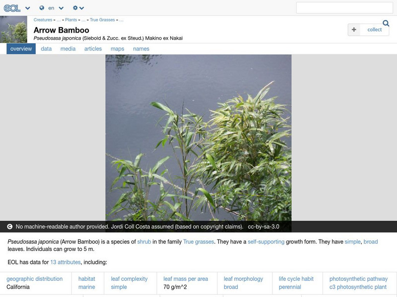 Encyclopedia of Life: Arrow Bamboo Handout