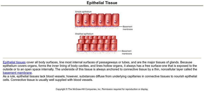 Mc Graw Hill: Epithelial Tissue Handout Mc Graw Hill: Epithelial Tissue Handout