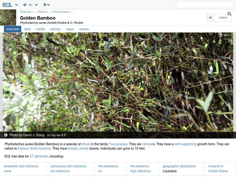 Encyclopedia of Life: Golden Bamboo Handout