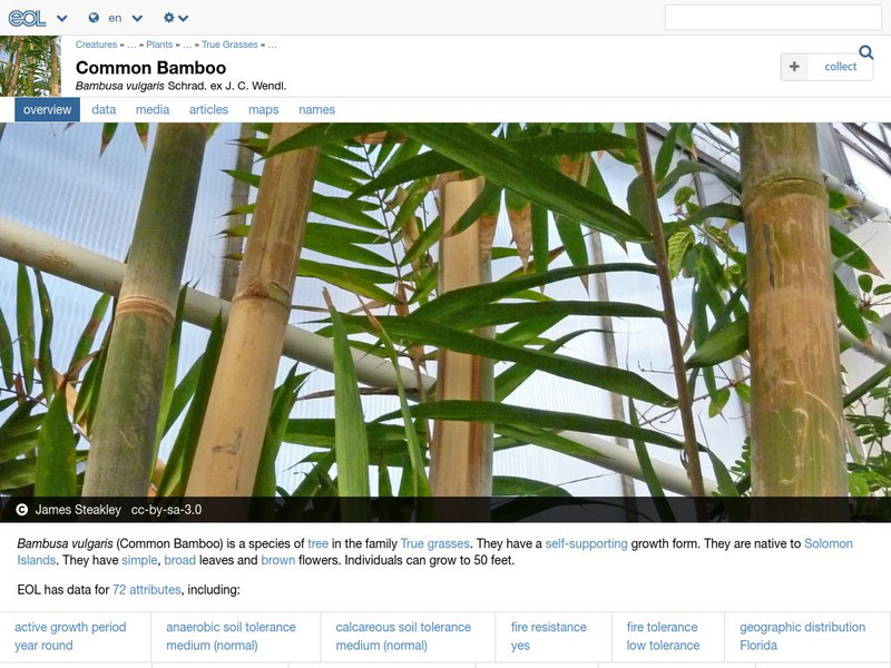 Encyclopedia of Life: Yello Bamboo Handout