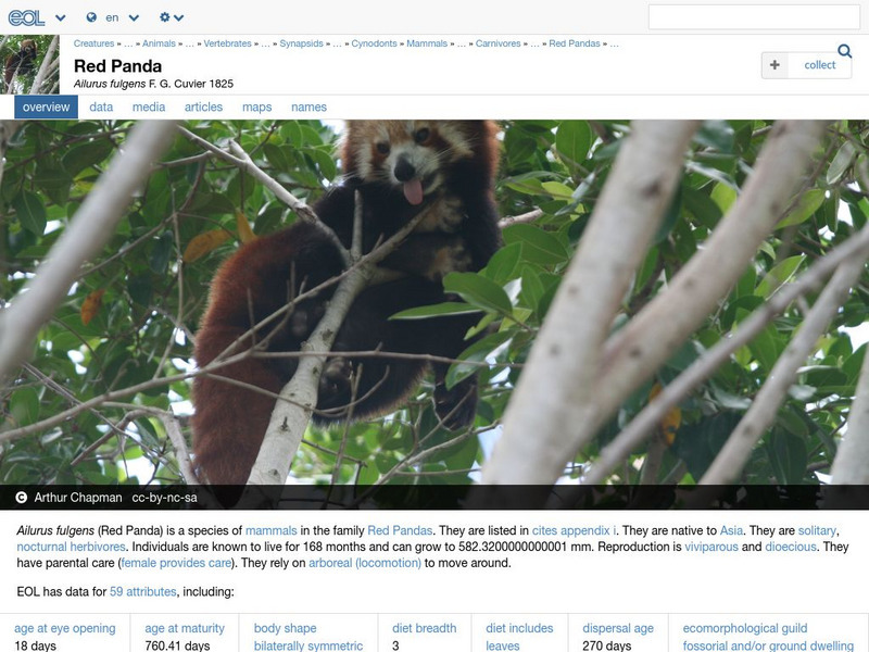 Encyclopedia of Life: Red Panda Handout