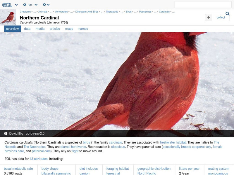 Encyclopedia of Life: Northern Cardinal Handout Encyclopedia of Life: Northern Cardinal Handout