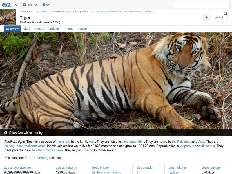 Encyclopedia of Life: Tiger Handout Encyclopedia of Life: Tiger Handout