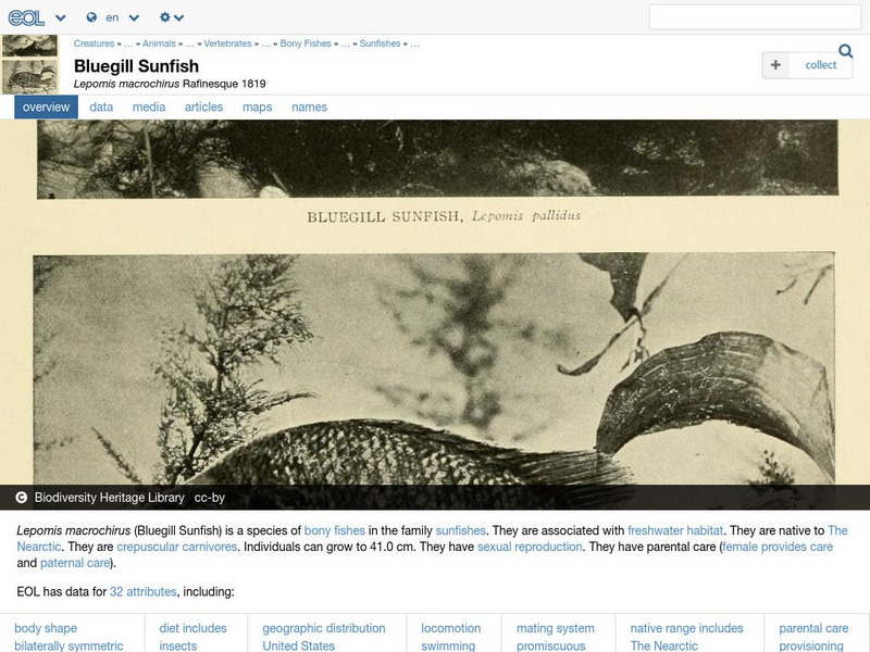 Encyclopedia of Life: Bluegill Sunfish Handout Encyclopedia of Life: Bluegill Sunfish Handout