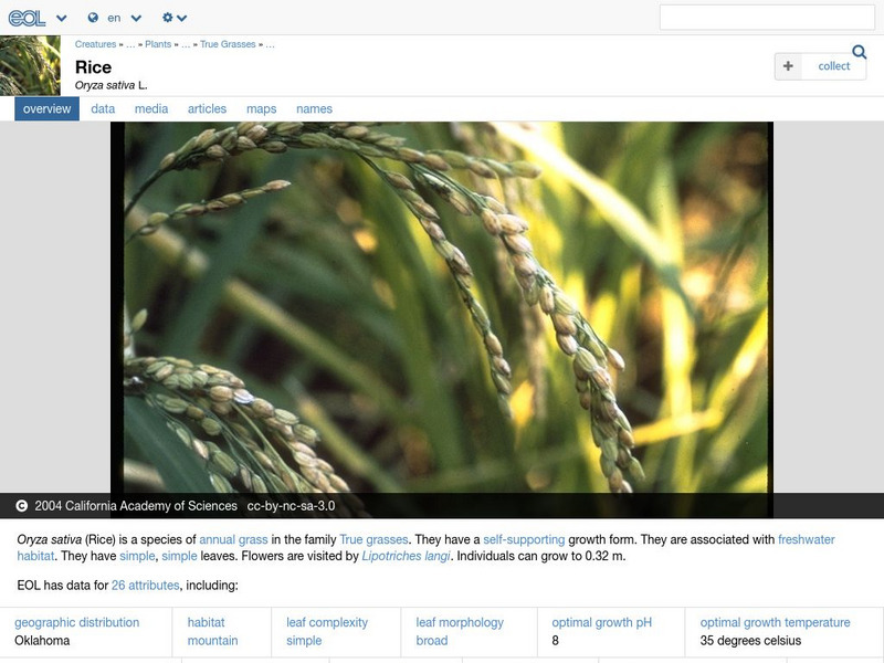 Encyclopedia of Life: Rice Handout