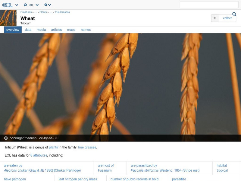 Encyclopedia of Life: Wheat Handout Encyclopedia of Life: Wheat Handout