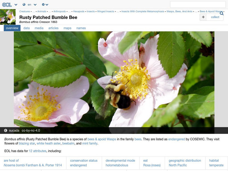 Encyclopedia of Life: Rusty Patched Bumblebee Handout