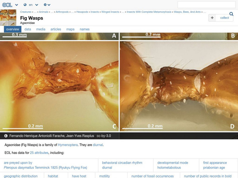 Encyclopedia of Life: Fig Wasps Handout