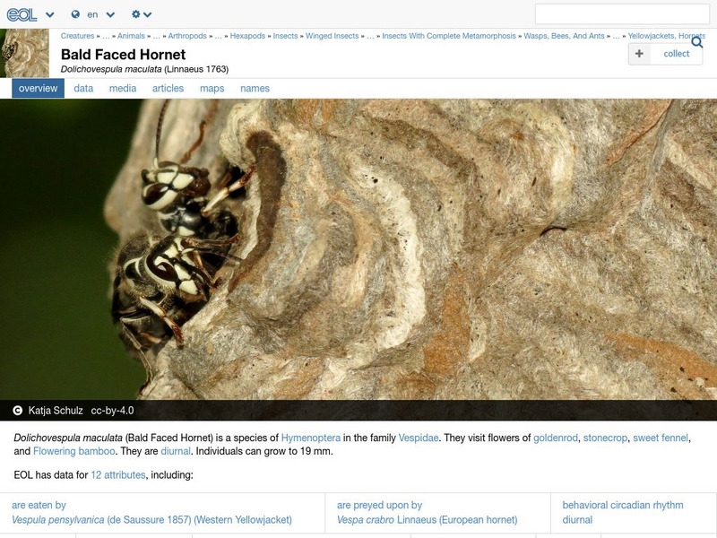 Encyclopedia of Life: Bald Faced Hornet Handout