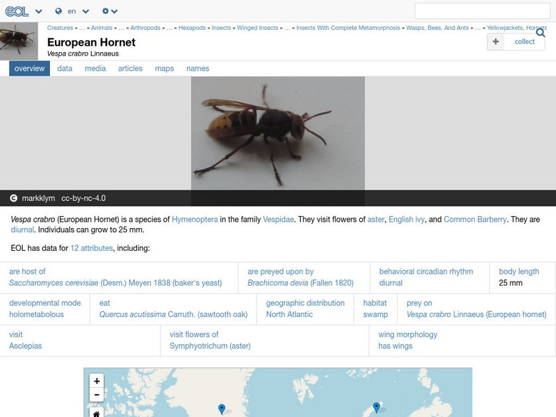 Encyclopedia of Life: European Hornet Handout Encyclopedia of Life: European Hornet Handout
