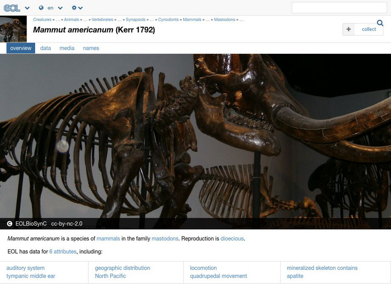 Encyclopedia of Life: American Mastodon Handout