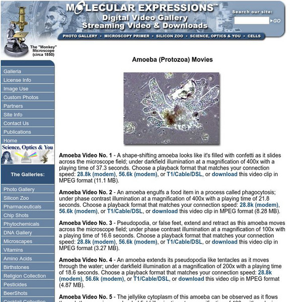 Florida State University: Amoeba (Protozoa) Movies Instructional Video