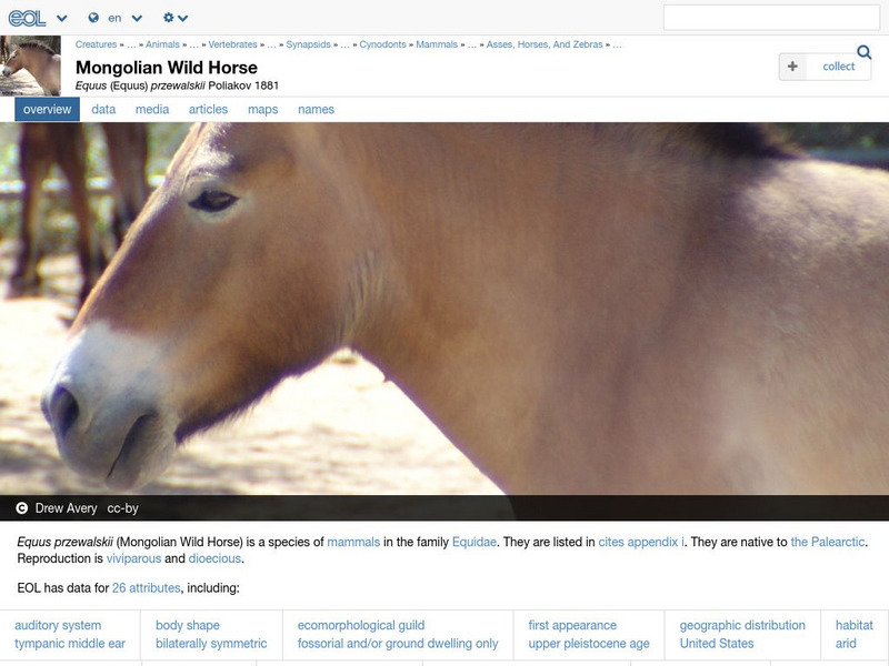 Encyclopedia of Life: Przewalski's Horse Handout