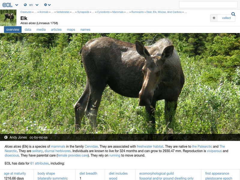 Encyclopedia of Life: Moose Handout