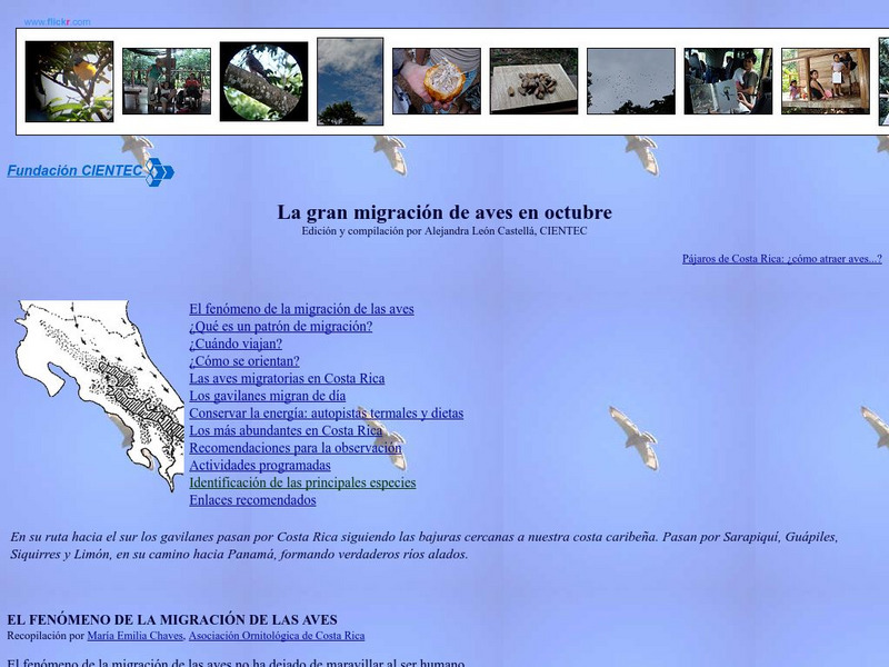 Cientec: La Gran Migracion De Aves en Octubre Article Cientec: La Gran Migracion De Aves en Octubre Article