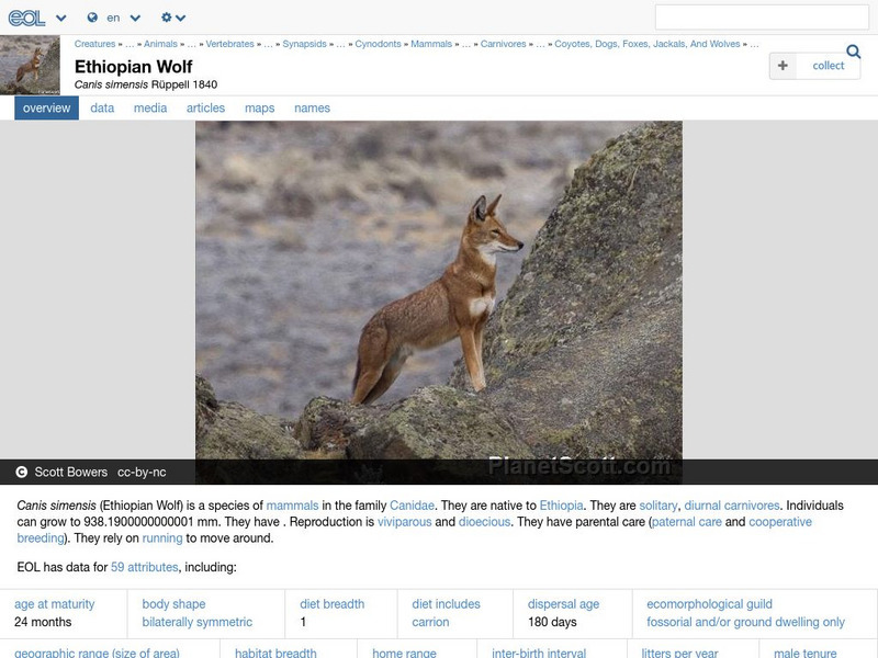 Encyclopedia of Life: Ethiopian Wolf Handout