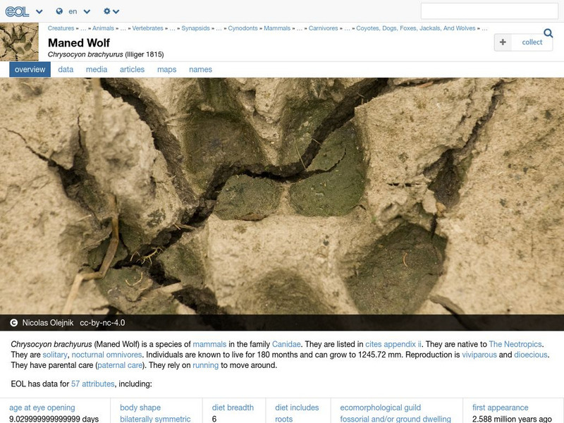 Encyclopedia of Life: Maned Wolf Handout