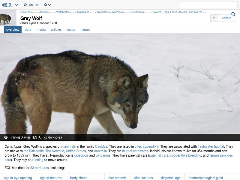 Encyclopedia of Life: Wolf Handout Encyclopedia of Life: Wolf Handout