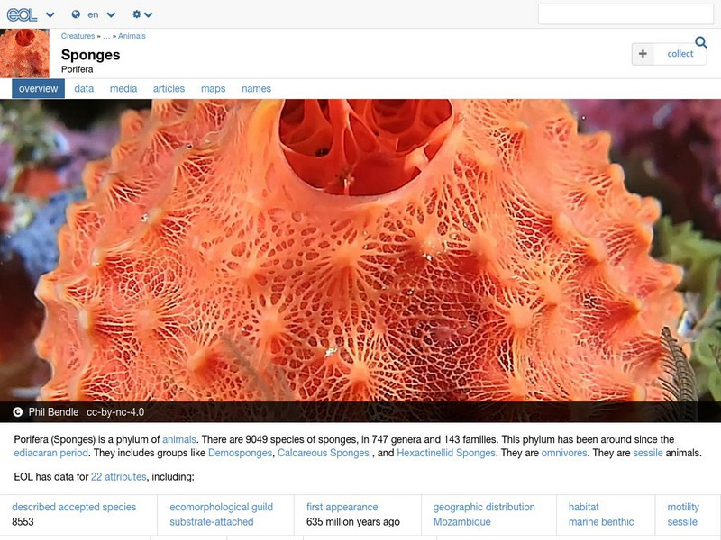 Encyclopedia of Life: Sponges Handout