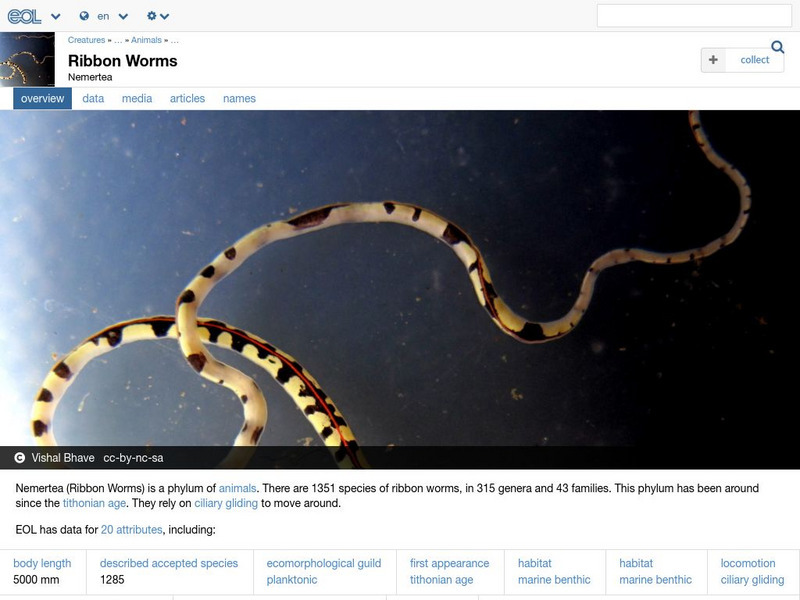 Encyclopedia of Life: Ribbon Worms Handout