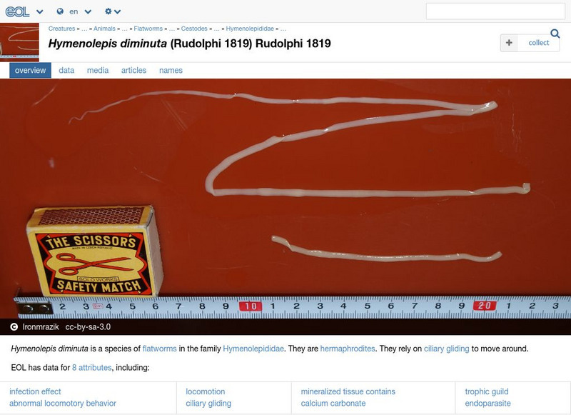 Encyclopedia of Life: Rat Tapeworm Handout Encyclopedia of Life: Rat Tapeworm Handout