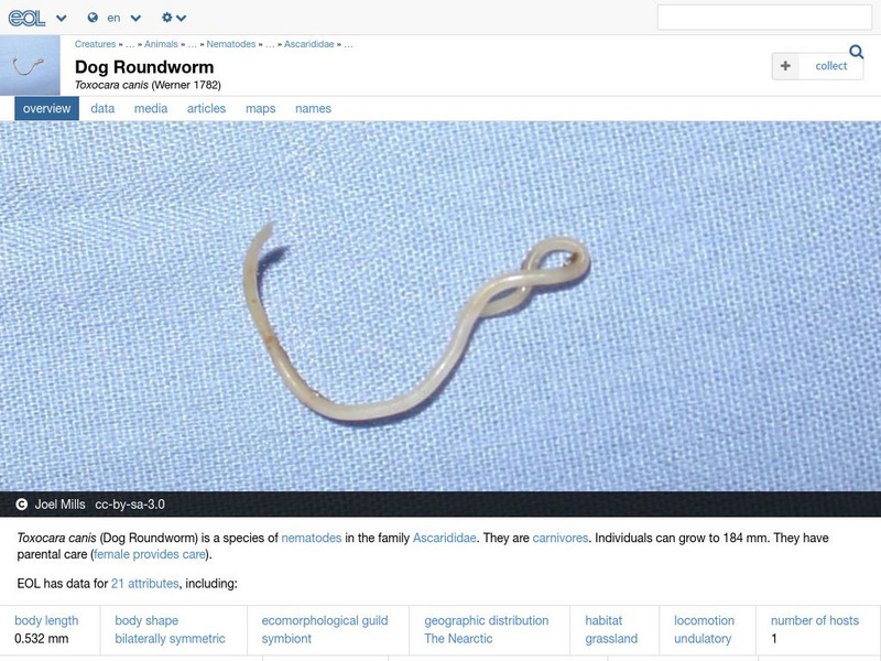 Encyclopedia of Life: Dog Roundworm Handout Encyclopedia of Life: Dog Roundworm Handout