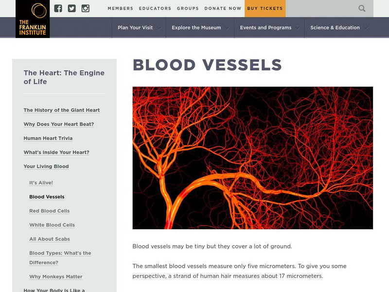 The Franklin Institute: Blood Vessels Handout The Franklin Institute: Blood Vessels Handout