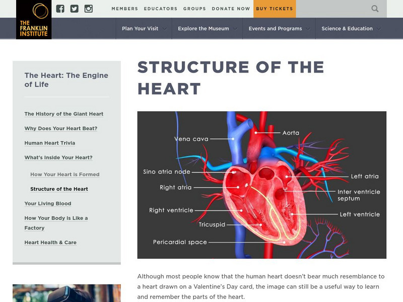 The Franklin Institute Online: The Structure of the Heart Handout The Franklin Institute Online: The Structure of the Heart Handout