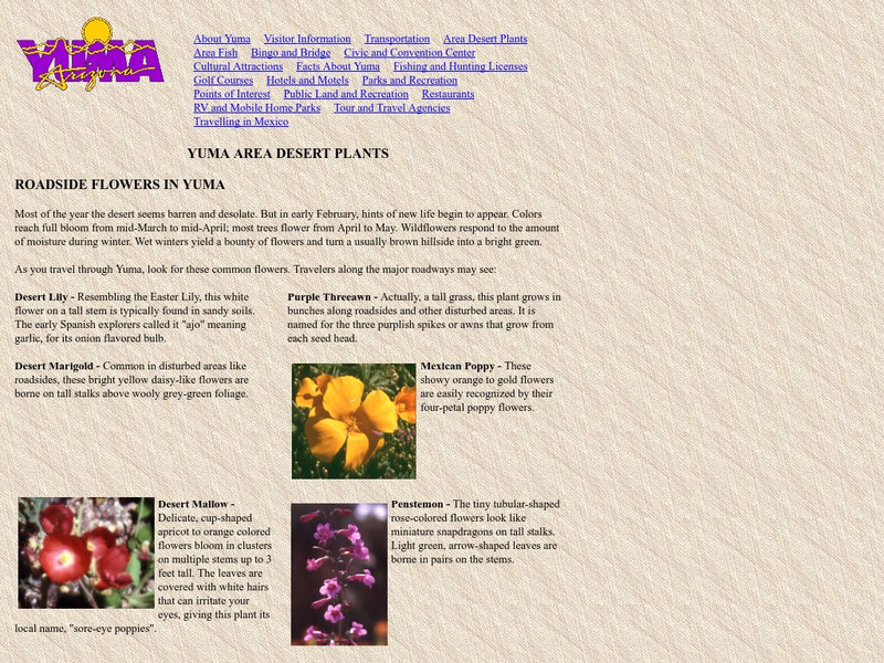Bureau of Land Management: Yuma Area Desert Plants Handout Bureau of Land Management: Yuma Area Desert Plants Handout