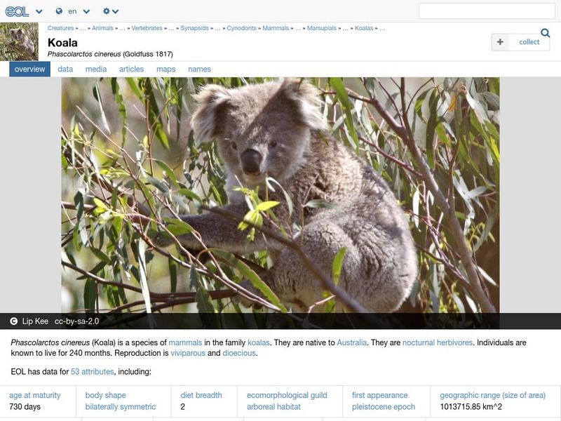 Encyclopedia of Life: Koala Handout