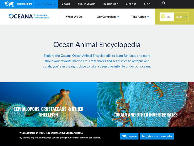 Oceana: Marine Animal Encyclopedia Handout Oceana: Marine Animal Encyclopedia Handout