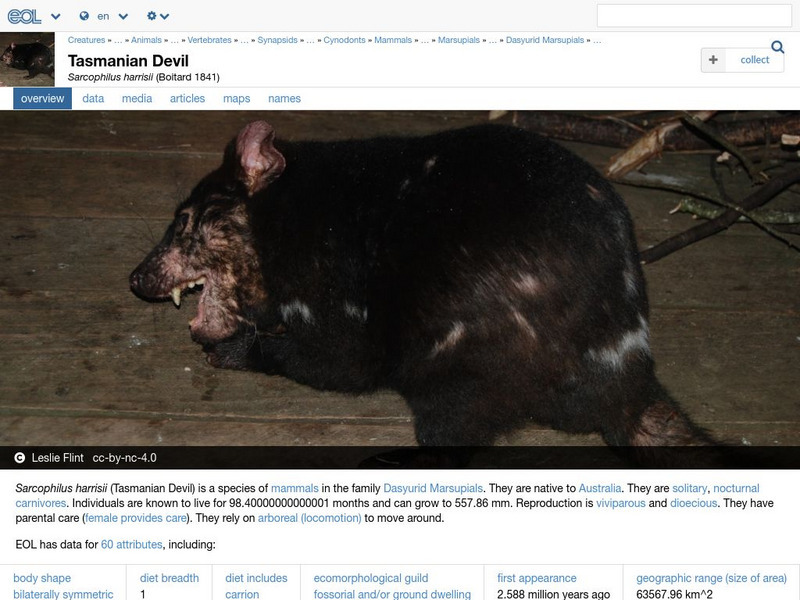 Encyclopedia of Life: Tasmanian Devil Handout