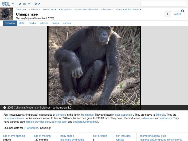 Encyclopedia of Life: Chimpanzee Handout Encyclopedia of Life: Chimpanzee Handout