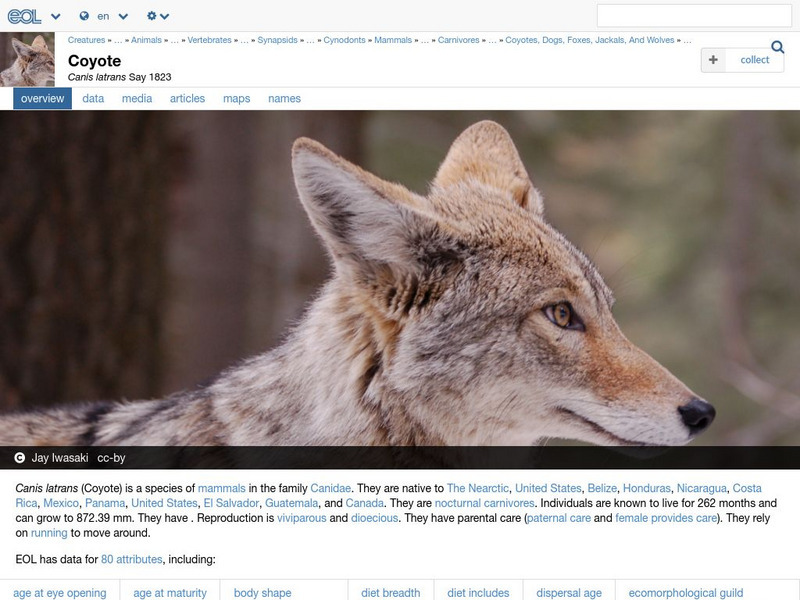 Encyclopedia of Life: Coyote Handout