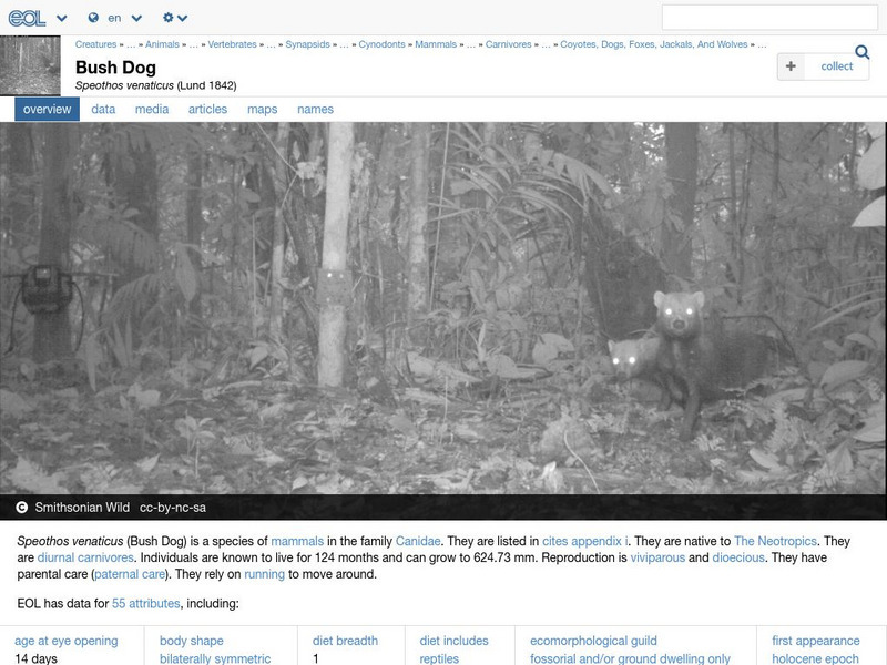 Encyclopedia of Life: Bush Dog Handout Encyclopedia of Life: Bush Dog Handout