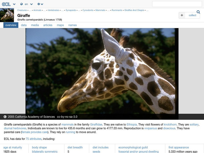 Encyclopedia of Life: Giraffe Handout Encyclopedia of Life: Giraffe Handout
