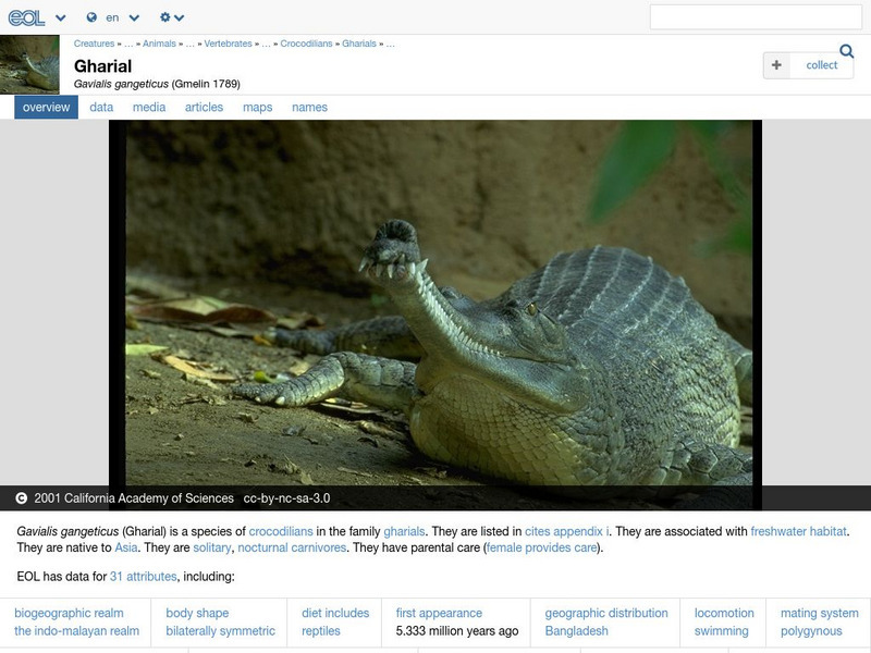 Encyclopedia of Life: Gavial Handout
