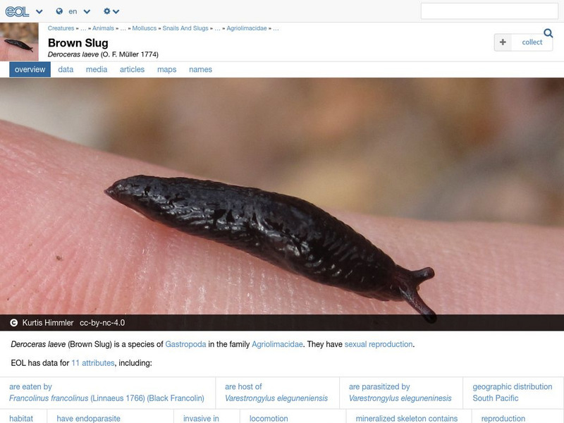 Encyclopedia of Life: Marsh Slug Handout