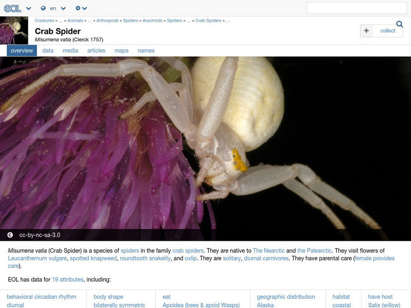 Encyclopedia of Life: Flower Spider Handout Encyclopedia of Life: Flower Spider Handout