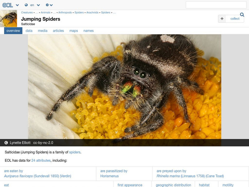 Encyclopedia of Life: Jumping Spiders Handout Encyclopedia of Life: Jumping Spiders Handout